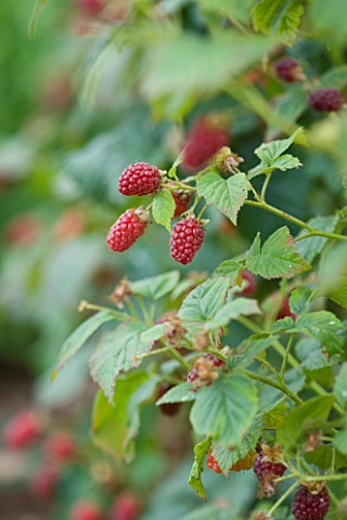 CLARE_MATTHEWS_FRUIT_GARDEN_PROJECT_THE_RED_FRUITS_OF_TAYBERRY__EDIBLE__BERRIES