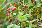 CLARE MATTHEWS FRUIT GARDEN PROJECT: THE RED FRUITS OF TAYBERRY - EDIBLE  BERRIES