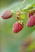 CLARE MATTHEWS FRUIT GARDEN PROJECT: CLOSE UP OF THE RED FRUIT OF RASPBERRY TULAMEEN . EDIBLE  BERRY  BERRIES