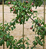 CLARE MATTHEWS FRUIT GARDEN PROJECT: PEAR LOUISE BONNE OF JERSEY - A ROOT STOCK TRAINED INTO DIAMONDS