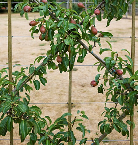CLARE_MATTHEWS_FRUIT_GARDEN_PROJECT_PEAR_LOUISE_BONNE_OF_JERSEY__A_ROOT_STOCK_TRAINED_INTO_DIAMONDS