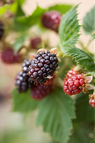CLARE_MATTHEWS_FRUIT_GARDEN_PROJECT_CLOSE_UP_OF_THE_BERRIES_OF_OLALLIBERRY_YOUNGBERRY_X_LOGANBERRY__