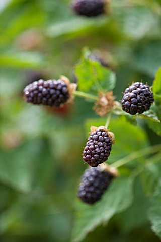 CLARE_MATTHEWS_FRUIT_GARDEN_PROJECT_CLOSE_UP_OF_THE_BERRIES_OF_OLALLIBERRY_YOUNGBERRY_X_LOGANBERRY__