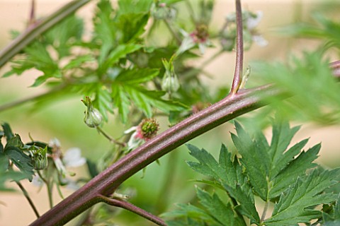 CLARE_MATTHEWS_FRUIT_GARDEN_PROJECT_CLOSE_UP_OF_THE_STEM_OF_BLACKBERRY_OREGON_THORNLESS_SHOWING_NO_T