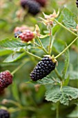 CLARE MATTHEWS FRUIT GARDEN PROJECT: CLOSE UP OF THE BERRIES OF BLACKBERRY BLACK BUTE. BERRY  EDIBLE