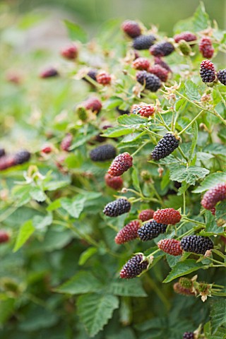 CLARE_MATTHEWS_FRUIT_GARDEN_PROJECT_CLOSE_UP_OF_THE_BERRIES_OF_BLACKBERRY_BLACK_BUTE_BERRY__EDIBLE