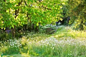 PRIVATE GARDEN, COTSWOLDS: DESIGNER ALISON HENRY - WILDFLOWER MEADOW WITH OXE-EYE DAISIES, GRASS PATH AND WOODEN SEAT / BENCH. WILDLIFE, GREEN, WILD FLOWER, LEUCANTHEMUM VULGARE
