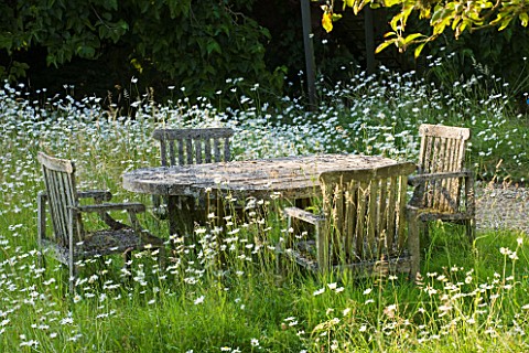 DESIGNER_ALISON_HENRY__PRIVATE_GARDEN_COTSWOLDS_MEADOW_WITH_OXE_EYE_DAISIES_AND_WOODEN_TABLE_AND_CHA