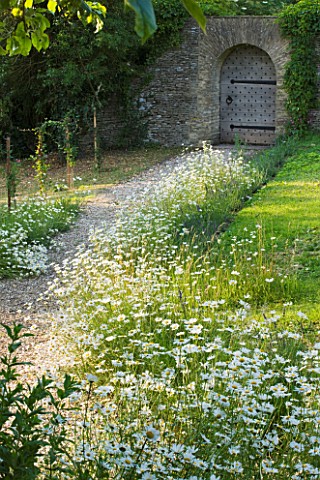 DESIGNER_ALISON_HENRY__PRIVATE_GARDEN_COTSWOLDS_MEADOW_WITH_OXE_EYE_DAISIES_AND_PATH_TO_DOORWAY_AND_