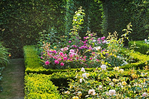 DESIGNER_ALISON_HENRY__PRIVATE_GARDEN_COTSWOLDS_BOX_EDGED_BEDS_WITH_ROSES__ROSE_GARDEN__ENGLISH_GARD