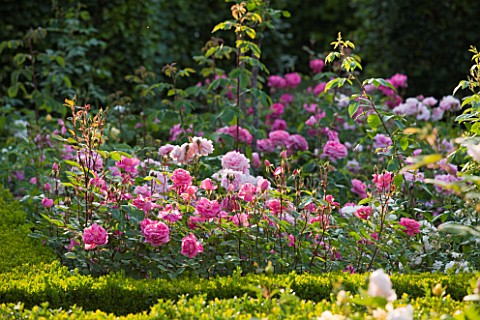 DESIGNER_ALISON_HENRY__PRIVATE_GARDEN_COTSWOLDS_BOX_EDGED_BEDS_WITH_ROSES__ROSE_GARDEN__ENGLISH_GARD