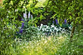 DESIGNER ALISON HENRY - PRIVATE GARDEN, COTSWOLDS: MEADOW WITH OXE EYE DAISIES, ROSES AND DELPHINIUMS - ENGLISH GARDEN, CLASSIC, COUNTRY