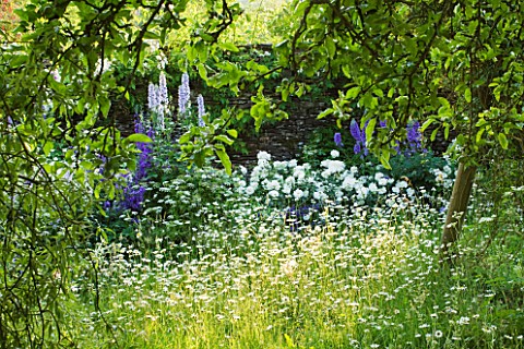 DESIGNER_ALISON_HENRY__PRIVATE_GARDEN_COTSWOLDS_MEADOW_WITH_OXE_EYE_DAISIES_ROSES_AND_DELPHINIUMS__E