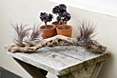 DESIGNER CLARE MATTHEWS: TERRACOTTA CONTAINERS PLANTED WITH AEONIUM ARBOREUM SCHWARZKOPF ON WOODEN TABLE WITH DRIFTWOOD PLANTED WITH AIR PLANTS
