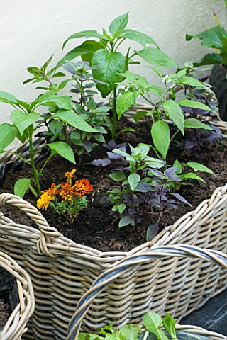 DESIGNER_CLARE_MATTHEWS_CONSERVATORY__WICKER_CONTAINER_BASKET_PLANTED_WITH_HERBS
