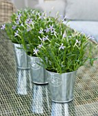DESIGNER CLARE MATTHEWS: HOUSEPLANT - TABLE SETTING WITH METAL CONTAINERS PLANTED WITH ISOTOMA AXILLARIS  IN CONSERVATORY