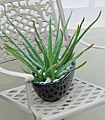 DESIGNER CLARE MATTHEWS - BLACK CONTAINER PLANTED WITH ALOE ON METAL CHAIR IN CONSERVATORY