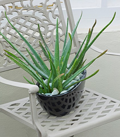 DESIGNER_CLARE_MATTHEWS__BLACK_CONTAINER_PLANTED_WITH_ALOE_ON_METAL_CHAIR_IN_CONSERVATORY