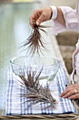 DESIGNER CLARE MATTHEWS - CLARE MATTHEWS WATERS AN AIRPLANT - TILLANDSIA - BY SWISHING IT IN A BOWL OF TEPID WATER AND THEN SHAKING OFF THE EXCESS WATER