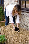 DESIGNER CLARE MATTHEWS - GROWING STRAWBERRIES AND NASTURTIUMS IN A STRAW BALE: ADD A HANDFUL OF MULTI-PURPOSE COMPOST TO EACH HOLE