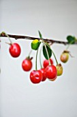 DESIGNER CLARE MATTHEWS - FRUITS OF MORELLO CHERRY TREE