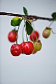 DESIGNER CLARE MATTHEWS - FRUITS OF MORELLO CHERRY TREE