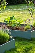 DESIGNER CLARE MATTHEWS: THE FRUIT AND VEGETABLE GARDEN IN DEVON. RAISED  BLUE PAINTED WOODEN BEDS PLANTED WITH LAVENDER AND RHUBARB