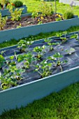 DESIGNER CLARE MATTHEWS: FRUIT GARDEN PROJECT - THREE WEEK OLD STRAWBERRY PLANTS PLANTED INTO SLITS IN THE MEMBRANE IN A RAISED BED