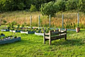 DESIGNER CLARE MATTHEWS: THE FRUIT AND VEGETABLE GARDEN IN DEVON. RAISED  BLUE PAINTED WOODEN BEDS PLANTED WITH NASTURTIUMS AND GOOSEBERRIES. WOODEN BENCH