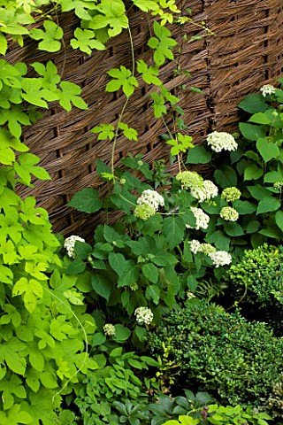 DESIGNER_CHARLOTTE_ROWE__LONDON_BORDER_BY_WICKER_FENCE_WITH_WHITE_HYDRANGEA_BOX_BUXUS_GREEN_SHADY_SH