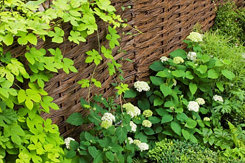 DESIGNER_CHARLOTTE_ROWE__LONDON_BORDER_BY_WICKER_FENCE_WITH_WHITE_HYDRANGEA_BOX_BUXUS_GREEN_SHADY_SH
