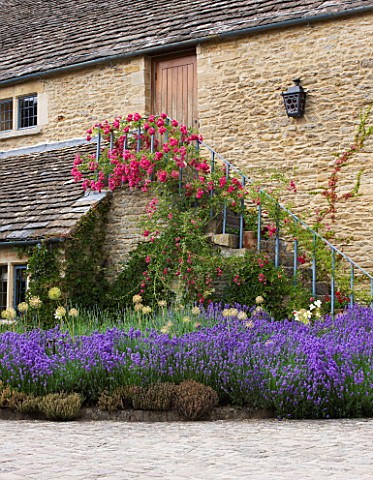 WHATLEY_MANOR__WILTSHIRE_THE_COURTYARD_WITH_LAVENDER_AND_ALLIUMS__ROSES_UP_THE_STEPS