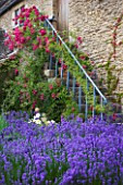 WHATLEY MANOR  WILTSHIRE: THE COURTYARD WITH LAVENDER AND ALLIUMS  ROSES UP THE STEPS