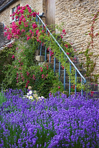 WHATLEY_MANOR__WILTSHIRE_THE_COURTYARD_WITH_LAVENDER_AND_ALLIUMS__ROSES_UP_THE_STEPS