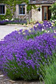 WHATLEY MANOR  WILTSHIRE: THE COURTYARD WITH LAVENDER AND ALLIUMS