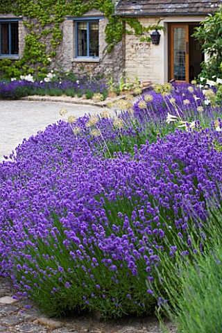 WHATLEY_MANOR__WILTSHIRE_THE_COURTYARD_WITH_LAVENDER_AND_ALLIUMS