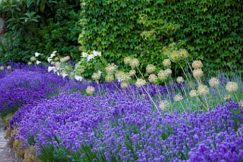 WHATLEY_MANOR__WILTSHIRE_THE_COURTYARD_WITH_LAVENDER_AND_ALLIUMS