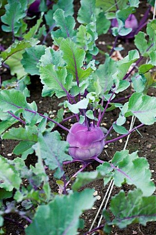 WHATLEY_MANOR__WILTSHIRE_CLOSE_UP_OF_KOHLRABI_IN_THE_VEGETABLE_GARDEN_POTAGER