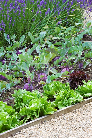 WHATLEY_MANOR__WILTSHIRE_THE_VEGETABLE_GARDEN_POTAGER_WITH_LETTUCES_AND_KOHLRABI