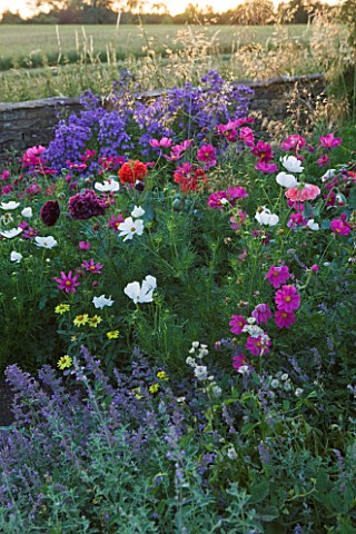 WHATLEY_MANOR__WILTSHIRE_VIEW_OF_WILTSHIRE_COUNTRYSIDE_WITH_FLOWERS_FOR_BEES_AND_BUTTERFLIES__COSMOS