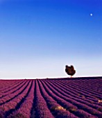 FIELD OF PURPLE LAVENDER NEAR VALENSOLE  PROVENCE  FRANCE  WITH TREE IN THE BACKGROUND. SUMMER  JULY