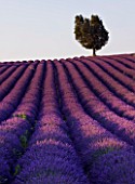FIELD OF PURPLE LAVENDER NEAR VALENSOLE  PROVENCE  FRANCE  WITH TREE IN THE BACKGROUND. SUMMER  JULY