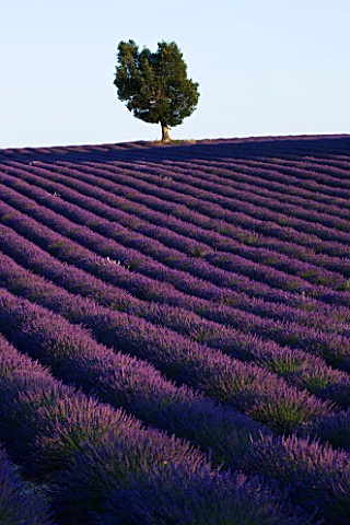 FIELD_OF_PURPLE_LAVENDER_NEAR_VALENSOLE__PROVENCE__FRANCE__WITH_TREE_IN_THE_BACKGROUND_SUMMER__JULY