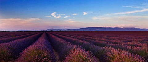 FIELD_OF_PURPLE_LAVENDER_NEAR_VALENSOLE__PROVENCE__FRANCE__WITH_MOUNTAINS_IN_THE_BACKGROUND_SUMMER__