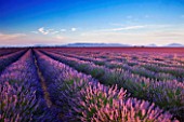 FIELD OF PURPLE LAVENDER NEAR VALENSOLE  PROVENCE  FRANCE  WITH MOUNTAINS IN THE BACKGROUND. SUMMER  JULY