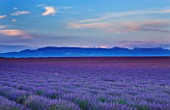 FIELD OF PURPLE LAVENDER NEAR VALENSOLE  PROVENCE  FRANCE  WITH MOUNTAINS IN THE BACKGROUND. SUMMER  JULY