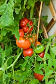DESIGNER CLARE MATTHEWS: TOMATOES GROWING IN CONSERVATORY