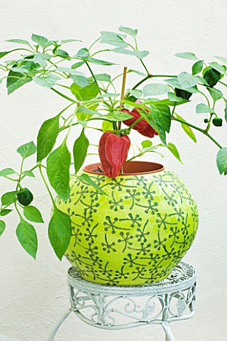 DESIGNER_CLARE_MATTHEWS_YELLOW_CONTAINER_PLANTED_WITH_RED_PEPPERS_IN_CONSERVATORY