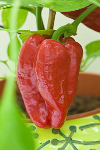 DESIGNER_CLARE_MATTHEWS_CLOSE_UP_OF_RED_PEPPER_IN_CONSERVATORY