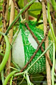 DESIGNER CLARE MATTHEWS: NETS TO PACKAGE AVACADOS USED AS A NET TO SUPPORT A SWEETHEART MELON